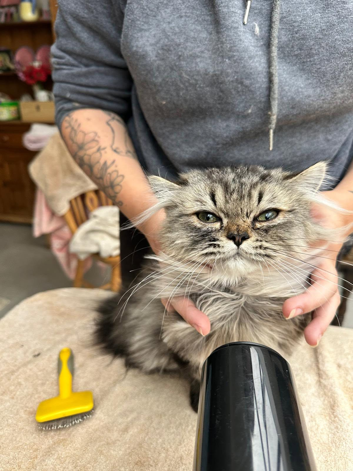 A long-haired cat during a grooming session